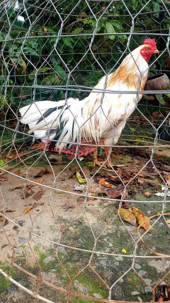 Bướm chân xanh... 2k9 trạng 3k..tay tốt. Mua bán Gà tại Huyện Tân Phước Tiền Giang được đăng bởi Minh tân hình 1