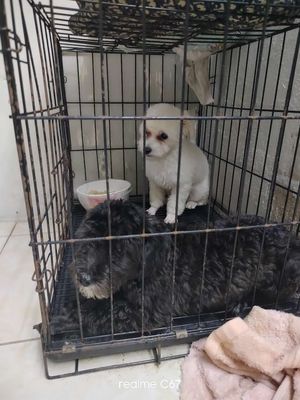 Cần bán chó poodle 2 bé. Mua bán Chó tại Quận Bình Tân Tp Hồ Chí Minh được đăng bởi Tấn Lực Nguyễn
