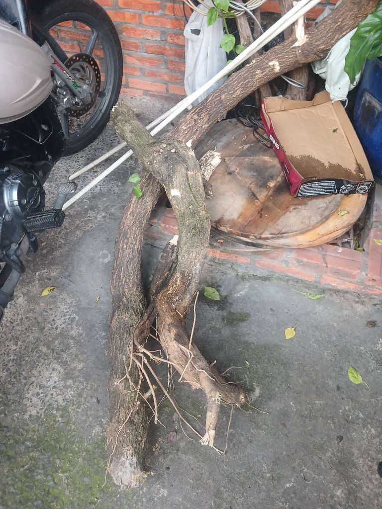 Gốc cây hoa giấy. Mua bán Cây cảnh, đồ trang trí tại Thành phố Thủ Đức Tp Hồ Chí Minh được đăng bởi Nguyễn Thương hình 1