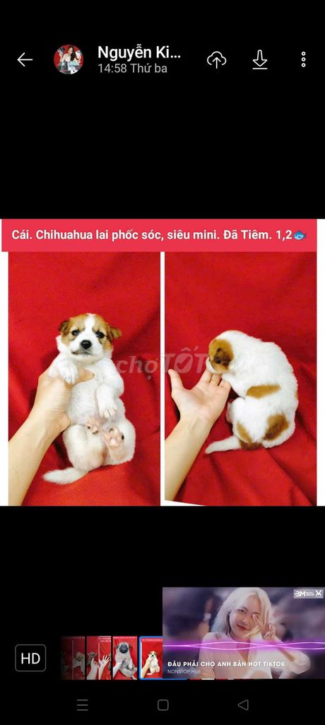 Chó Chihuahua lai siêu mini dễ thương xỉu đủ màu. Mua bán Chó tại Huyện Hóc Môn Tp Hồ Chí Minh được đăng bởi fb NH Táo bán điện thoại và chó mèo có ship hình 1