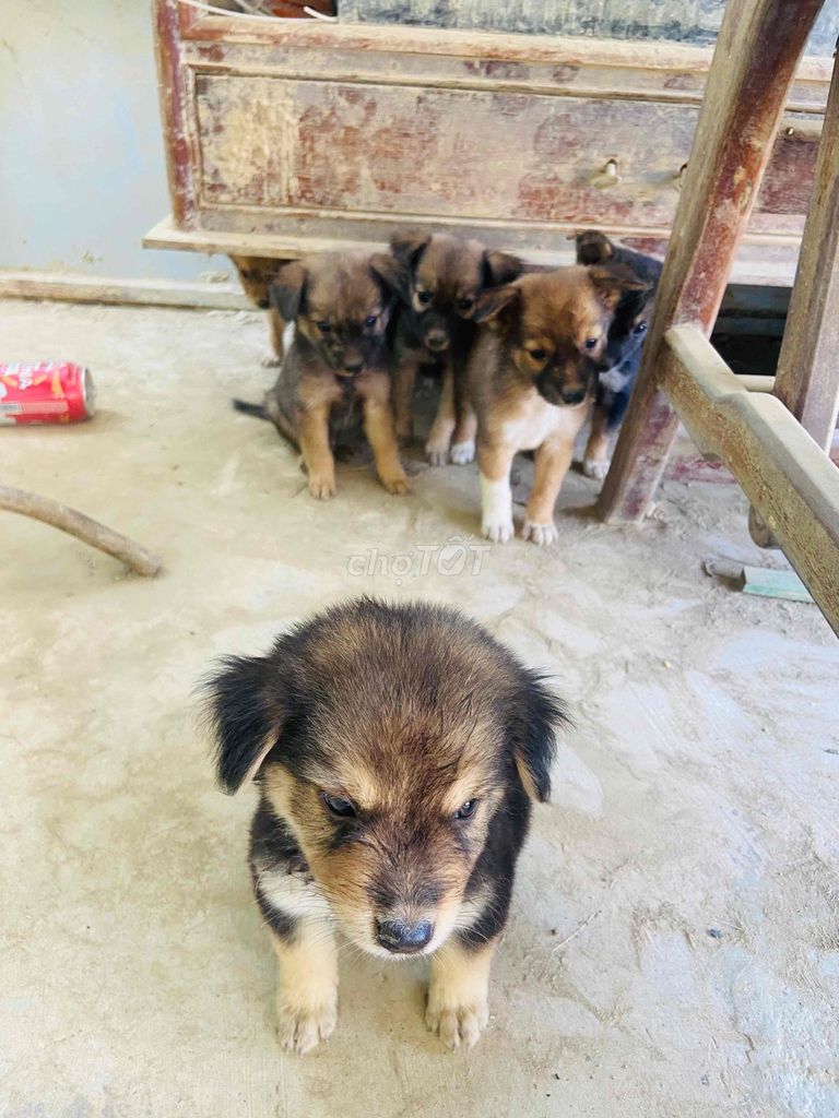 Chó Poodle Nâu đen Cả hai. Mua bán Chó tại Huyện Diên Khánh Khánh Hòa được đăng bởi Tùng hình 1