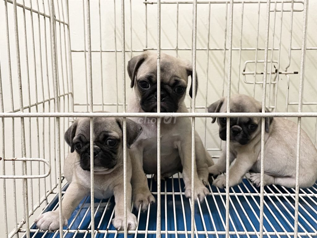 Pug đực cái mập ú