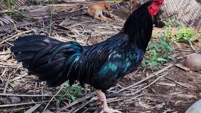 Cần .m.u.a gà ô tầm 3kg. Mua bán Gà tại Huyện Củ Chi Tp Hồ Chí Minh được đăng bởi ka