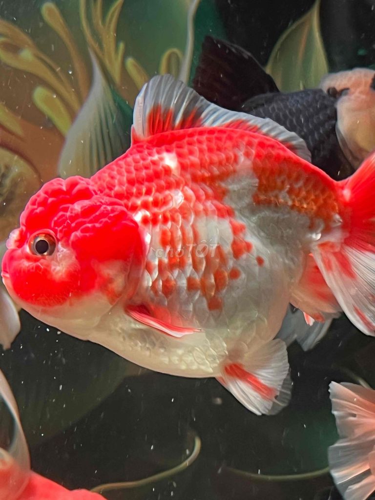 Cá Oranda Đỏ trắng 5n. Mua bán Thú cưng khác tại Quận 8 Tp Hồ Chí Minh được đăng bởi Nguyễn Hậu hình 1