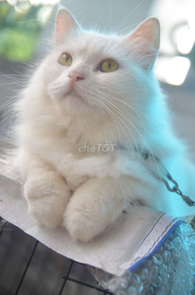 Mèo Anh lông dài đực 3 tuổi. Mua bán Mèo tại Quận Hai Bà Trưng Hà Nội được đăng bởi Quang Huy hình 1