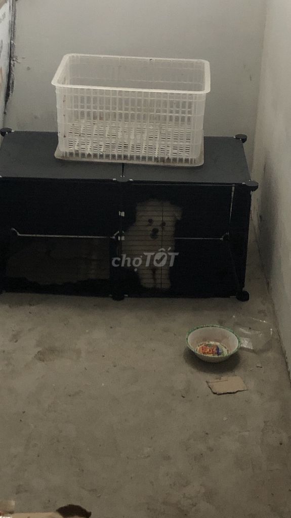 Chó poodle đực trắng. Mua bán Chó tại Huyện Ứng Hòa Hà Nội được đăng bởi Lưu Thuỳ Chi hình 1