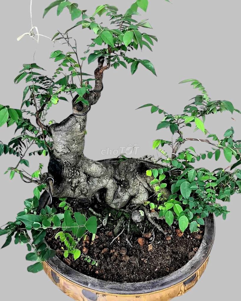 Bonsai ban công.