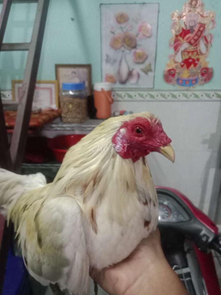 Gà chọi 1.3kg Trắng Đực. Mua bán Gà tại Huyện Nhơn Trạch Đồng Nai được đăng bởi phát nguyễn hình 1