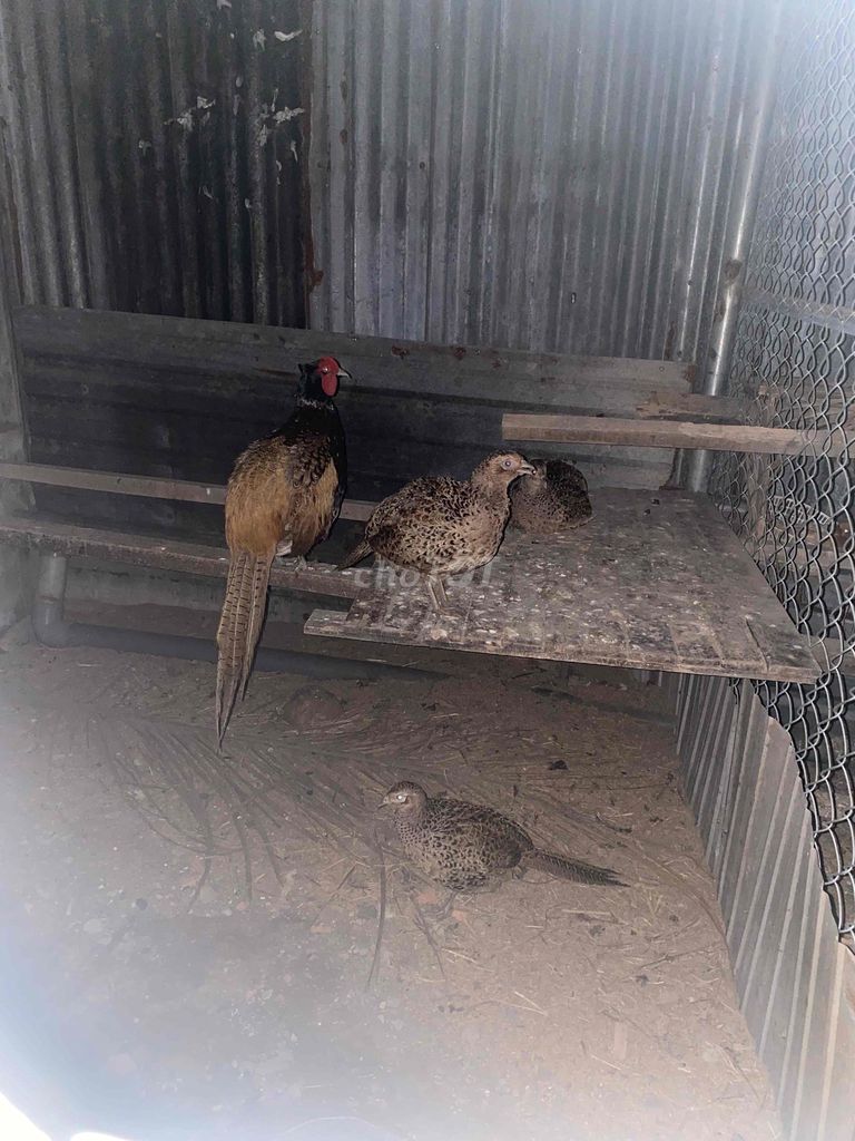 chim trĩ một cặp đang sinh sản. Mua bán Chim tại Huyện Long Thành Đồng Nai được đăng bởi Lê Tuấn hình 1