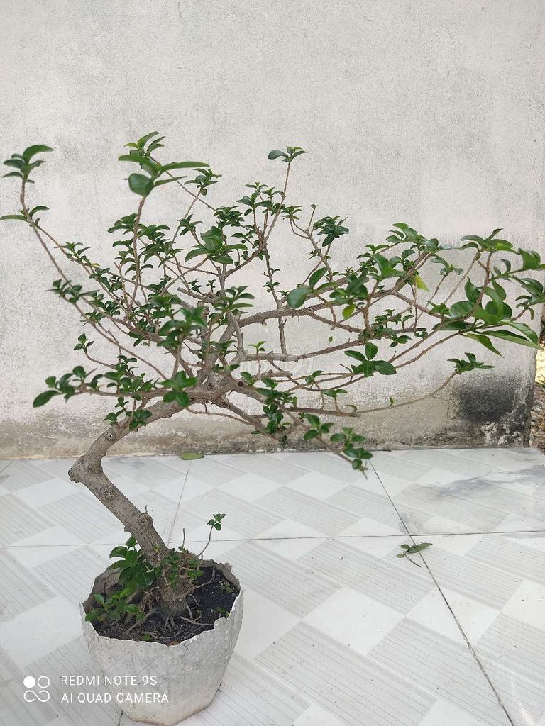 Cây cảnh bonsai Sam hương Dáng bay. Mua bán Cây cảnh, đồ trang trí tại Huyện Hòa Thành Tây Ninh được đăng bởi Hoàng Minh hình 1
