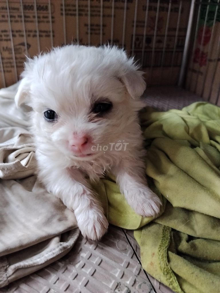 Chó Bắc Kinh lai Nhật Trắng. Mua bán Chó tại Quận Hải An Hải Phòng được đăng bởi Nguyễn Dương hình 1