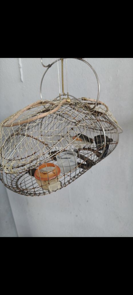 Chim Ốc mít máu Lồng inox. Mua bán Chim tại Huyện Bình Chánh Tp Hồ Chí Minh được đăng bởi Bùi Tuấn Đạt  hình 1
