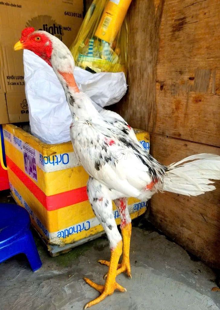 đòn bướm tơ thnh lí. Mua bán Gà tại Quận 12 Tp Hồ Chí Minh được đăng bởi minh hình 1
