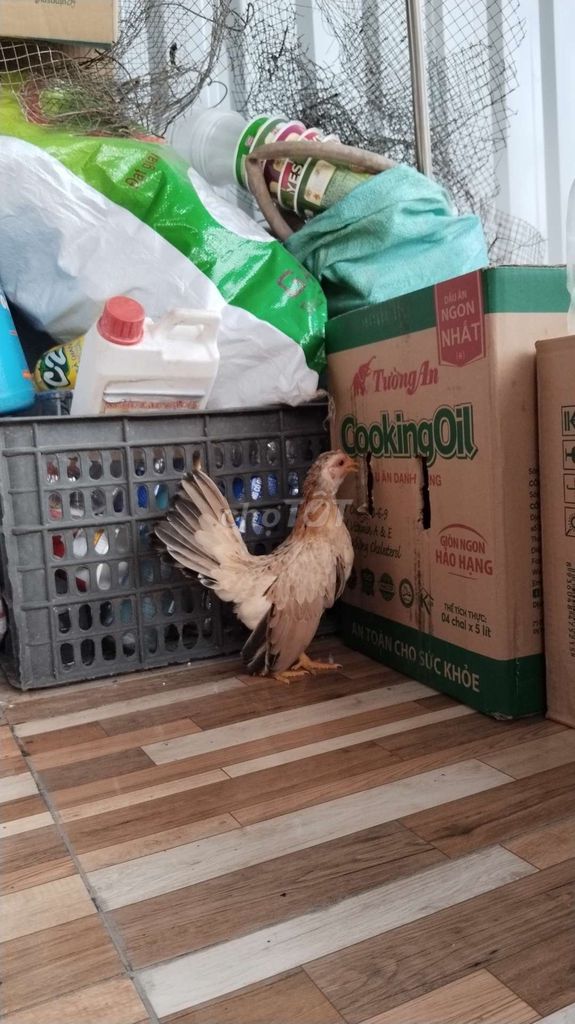 Mái serama khét chuối mặt đỏ!. Mua bán Gà tại Quận 12 Tp Hồ Chí Minh được đăng bởi Nguyễn Hoài Nam hình 6