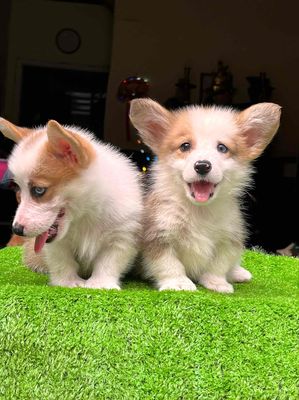 chó corgi mắt 2 màu ( nhà trồng)