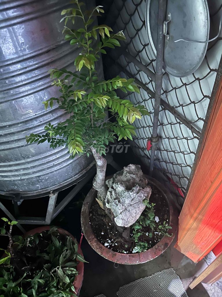 Mận hồng khai thác tự nhiên liền đá. Mua bán Cây cảnh, đồ trang trí tại Quận Đống Đa Hà Nội được đăng bởi tuệ an hình 1