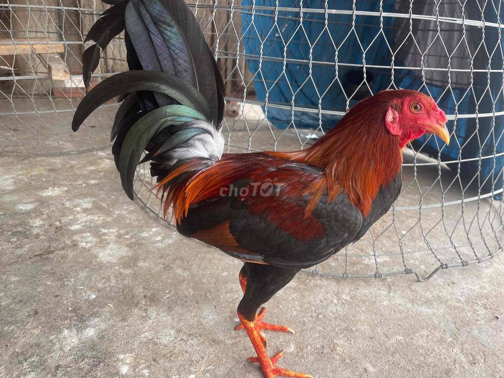 gà tre trạng đá 1kg350. Mua bán Gà tại Huyện Châu Thành Tây Ninh được đăng bởi cậu ấm 70 hình 1