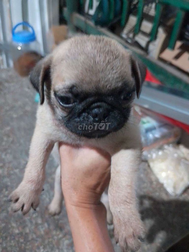 Các bé PUG tìm nhà mới. Mua bán Chó tại Thành phố Biên Hòa Đồng Nai được đăng bởi Trang hình 4