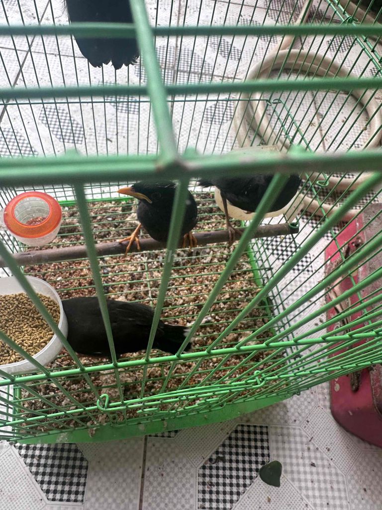 Chim Sáo đen Cưỡng non ổ,đã full lông. Mua bán Chim tại Quận 12 Tp Hồ Chí Minh được đăng bởi nguyễn tuấn hình 1