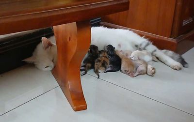 Mèo Aln lai. Mua bán Mèo tại Huyện Hóc Môn Tp Hồ Chí Minh được đăng bởi Trần Thị Diệu Ni