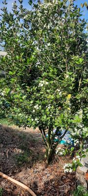 Cần bán cây cherry brazil đang ra hoa ai cần ib. Mua bán Cây cảnh, đồ trang trí tại Huyện Tháp Mười Đồng Tháp được đăng bởi hoài lâm