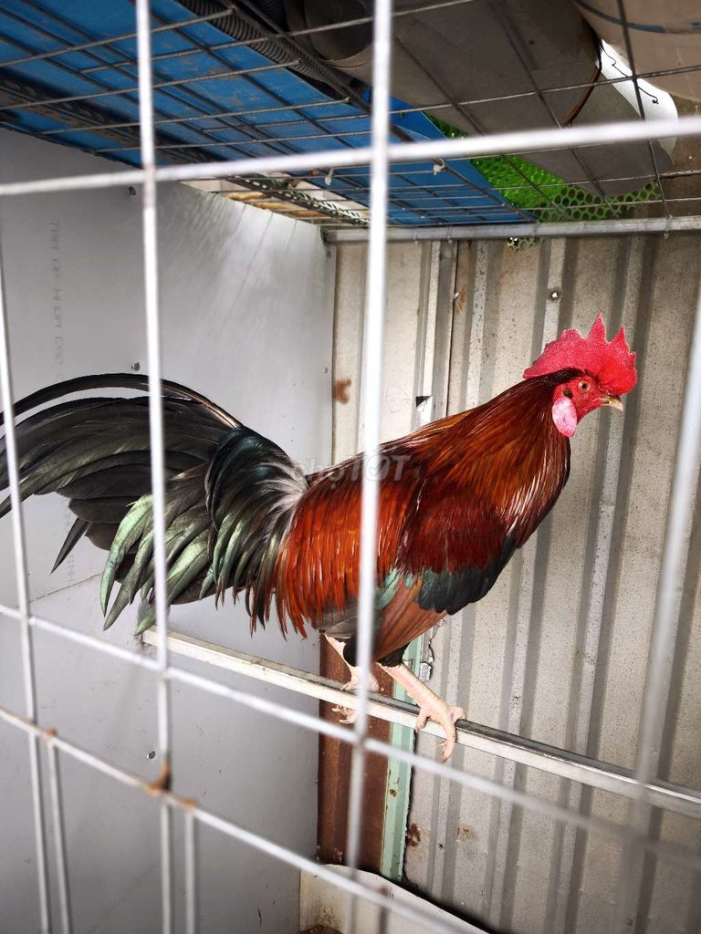 Điều Asil Mỹ trống 3kg1 ( gà zin ) . Mua bán Gà tại Quận 8 Tp Hồ Chí Minh được đăng bởi chuyên cung cấp gà tre F1 hình 1