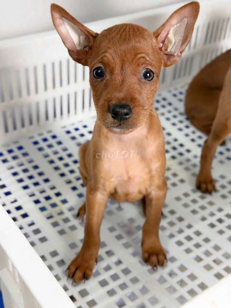 Chó Phốc hươu đực đã tiêm 1 mũi. Mua bán Chó tại Thành phố Dĩ An Bình Dương được đăng bởi Quỳnh hình 1