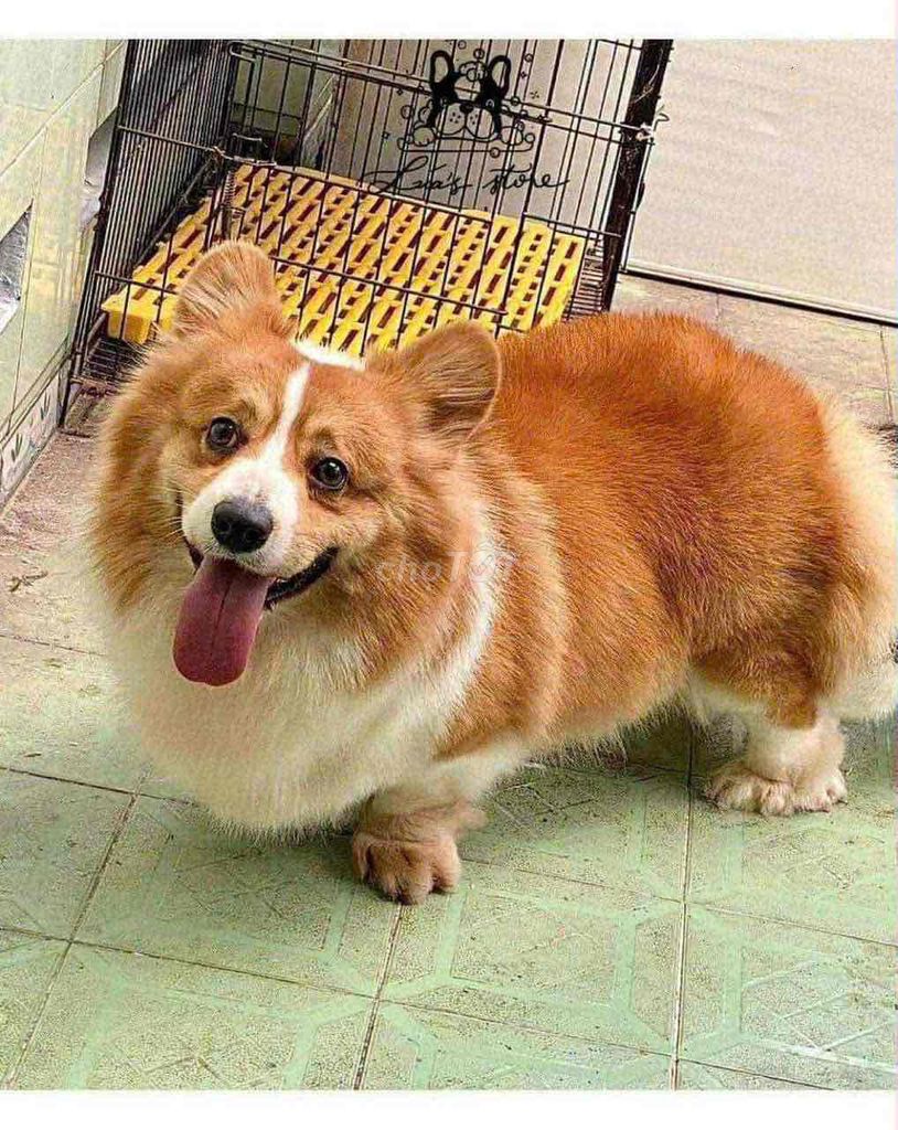 Tìm chủ cho bé Corgi dáng thấp. Mua bán Chó tại Quận Bình Tân Tp Hồ Chí Minh được đăng bởi Trương Thảo Hương hình 1