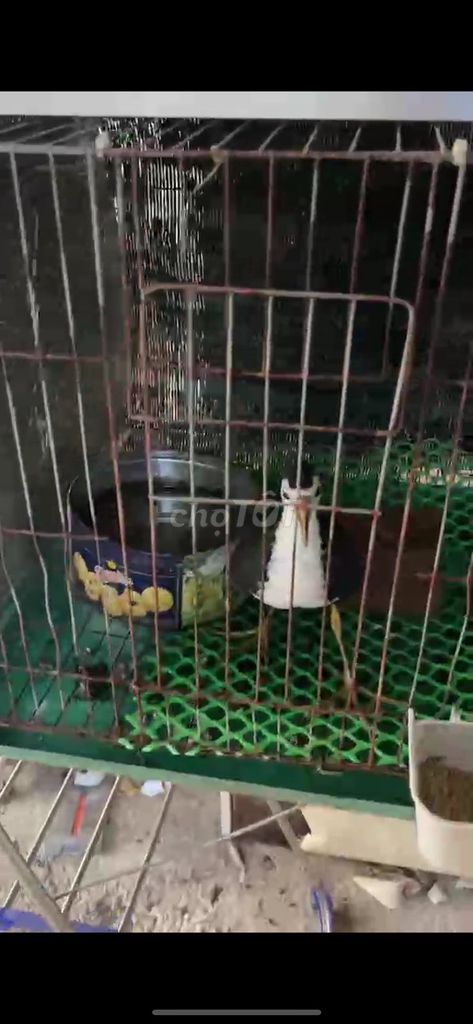 Chim Cuốc trống Mùa lỡ. Mua bán Chim tại Quận Ngũ Hành Sơn Đà Nẵng được đăng bởi nguyen manh cuong hình 1