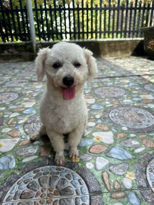Tìm chủ cho em Poodle. Mua bán Chó tại Quận Cái Răng Cần Thơ được đăng bởi hg đạo