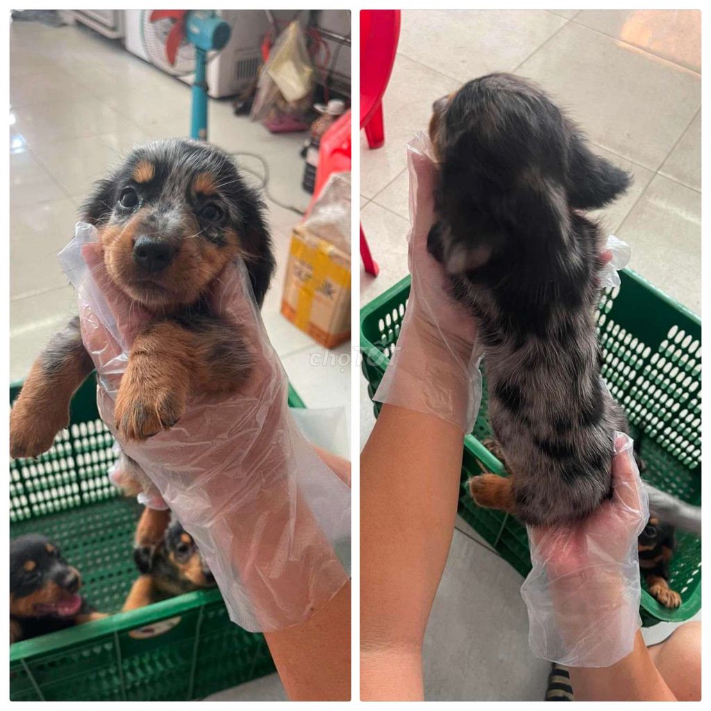 Chó Dachshund đen đốm 2 tháng đã tiêm. Mua bán Chó tại Quận 12 Tp Hồ Chí Minh được đăng bởi Giàu Văn hình 1