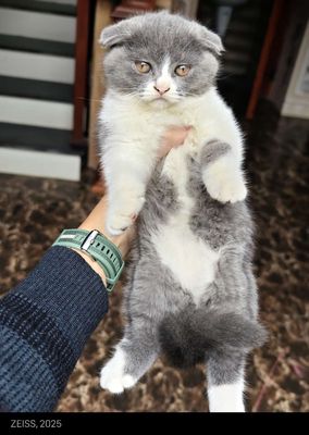 Mèo anh lông ngắn bicolor mặt cân, cái. Mua bán Mèo tại Quận Hà Đông Hà Nội được đăng bởi Thành