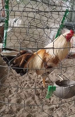 Khét sữa 2kg6. Án thiên.khét 2kg7.tay tốt.. Mua bán Gà tại Thành phố Vị Thanh Hậu Giang được đăng bởi Nguyên đăng khoa
