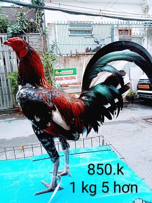 Bông cắt 1 kg 5 hơn gà zin lông mới. Mua bán Gà tại Quận Gò Vấp Tp Hồ Chí Minh được đăng bởi nam gà tre 