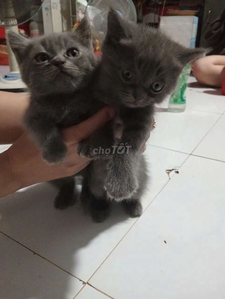 Mèo anh xám bạc