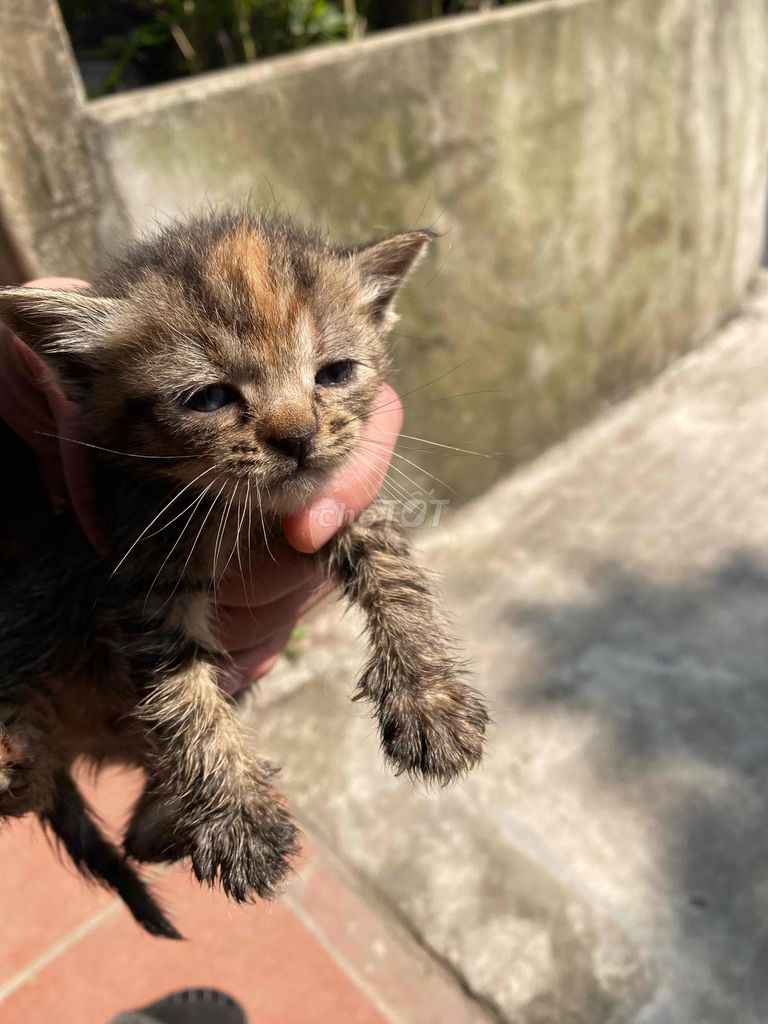 Mèo con Đen Nâu. Mua bán Mèo tại Huyện Thanh Oai Hà Nội được đăng bởi Hải hình 1