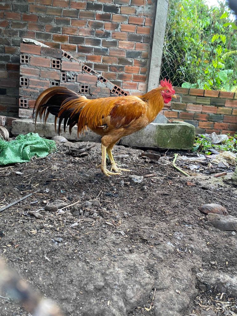Gà trống Nâu vàng. Mua bán Gà tại Quận 12 Tp Hồ Chí Minh được đăng bởi phúc hình 1