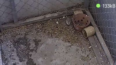 Gà Rutin mới đẻ được ít.bán cho ai về ấp nở. Mua bán Gà tại Thị xã Hương Trà Thừa Thiên Huế được đăng bởi Nguyễn Tấn Tiến