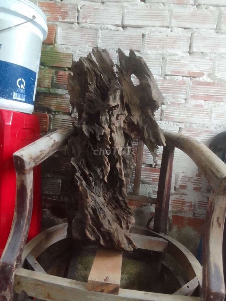 Gốc cây trang trí Sân vườn, hồ thủy sinh. Mua bán Cây cảnh, đồ trang trí tại Thành phố Biên Hòa Đồng Nai được đăng bởi Phạm Đình Hồng hình 1