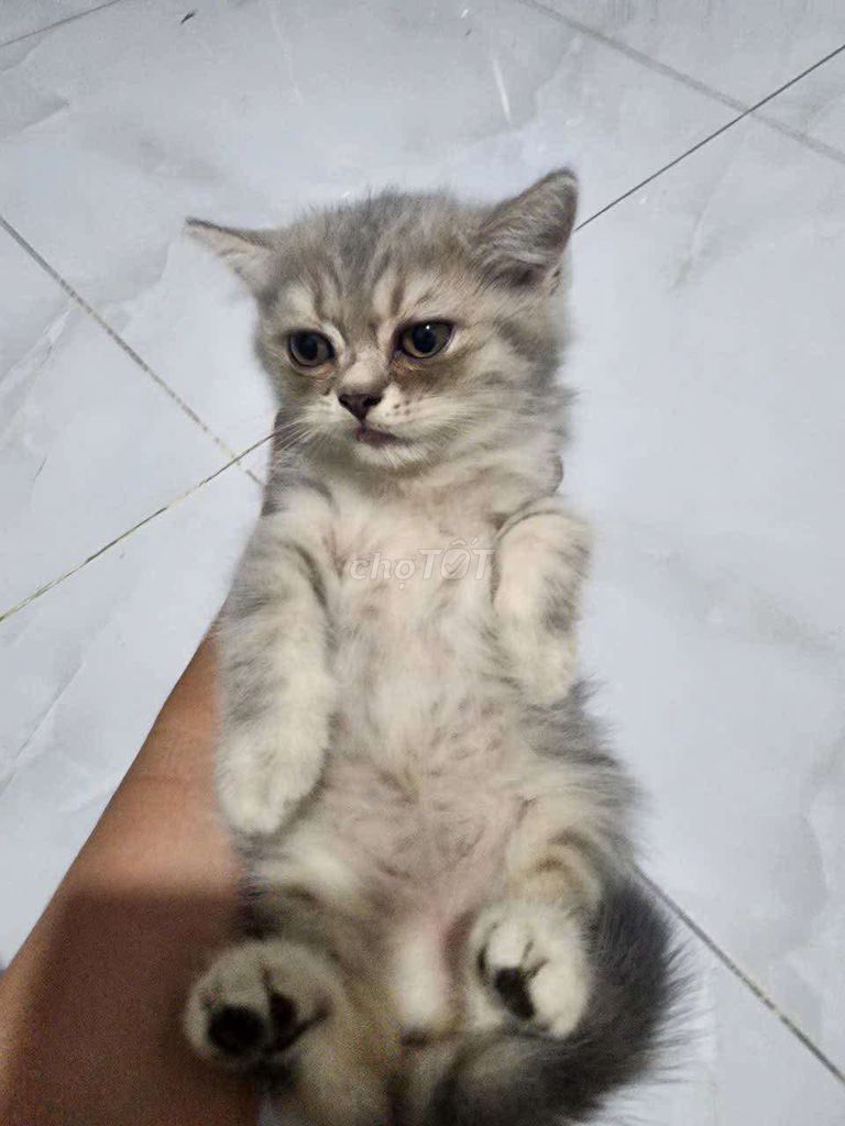 Mèo Anh lông ngắn Xám trắng Đã tiêm phòng. Mua bán Mèo tại Quận Bình Thạnh Tp Hồ Chí Minh được đăng bởi mi lem hình 1