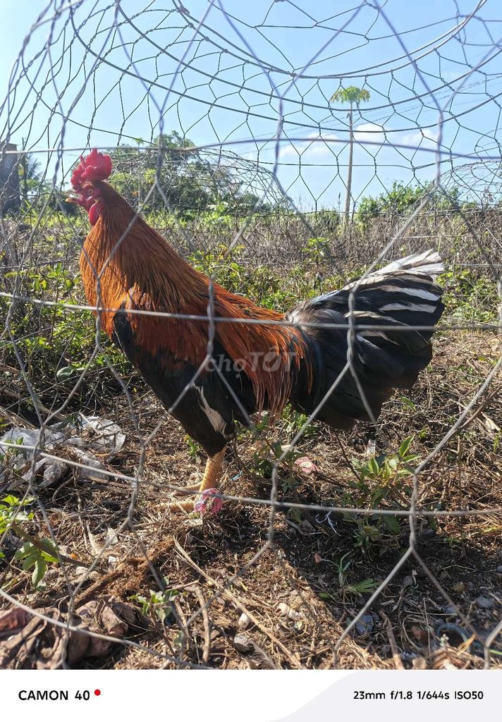 Gà vàng 3k050 tơ zin. Mua bán Gà tại Thành phố Long Khánh Đồng Nai được đăng bởi Sang hình 1