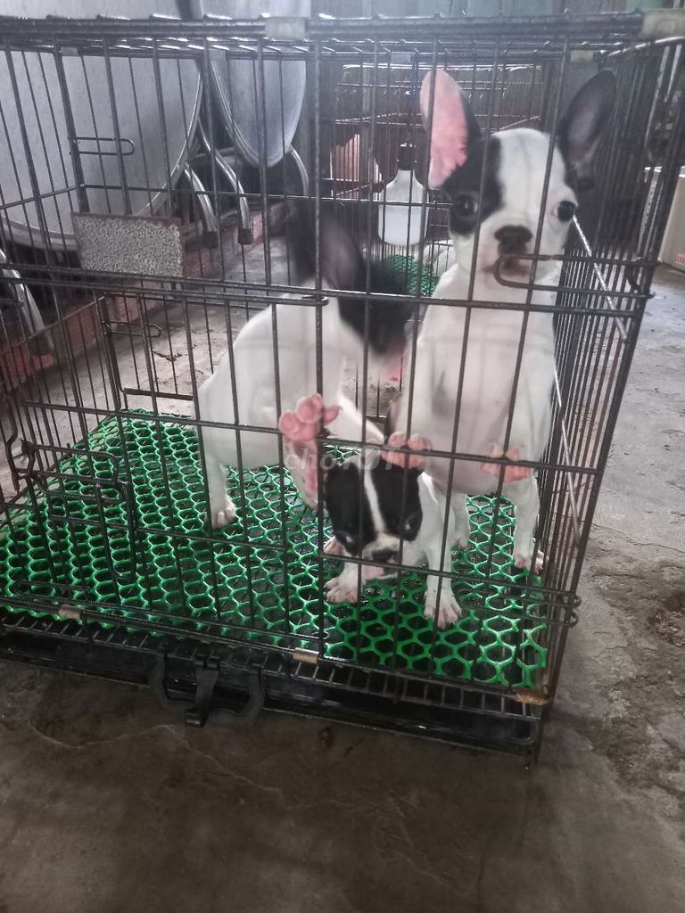Chó Pug Pháp. Mua bán Chó tại Huyện Ba Tri Bến Tre được đăng bởi Phan Bảo Toàn hình 6