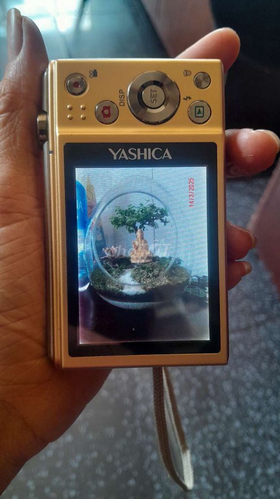 Yashica