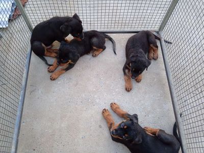 Chó Rottweiler đen vàng
