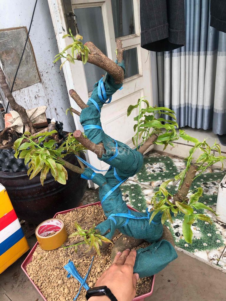 Phôi Mai Giảo Phú Tân - Bông chùm - xoắn - H 20. Mua bán Cây cảnh, đồ trang trí tại Quận Bình Tân Tp Hồ Chí Minh được đăng bởi Nguyễn Hữu Thiện hình 1