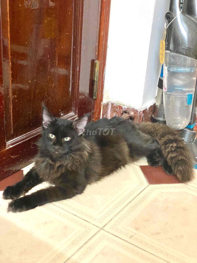 Mèo Maine Coon lớn thân thiện. Mua bán Mèo tại Quận 8 Tp Hồ Chí Minh được đăng bởi Tony Minh hình 1