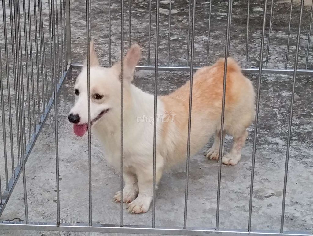 Chó Corgi Cái Trắng Vàng Đã Sinh Sản. Mua bán Chó tại Quận Bình Tân Tp Hồ Chí Minh được đăng bởi Nhân Rottweiler  hình 1