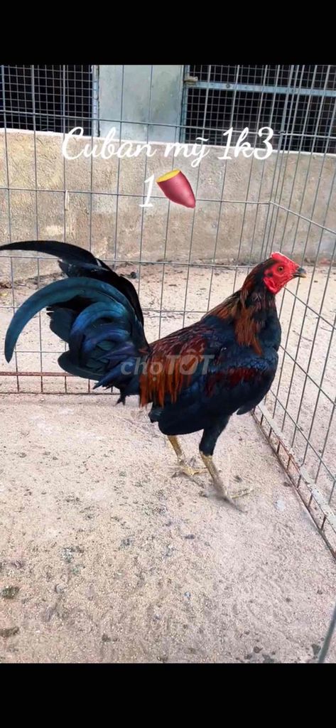 Gà tơ trống Đen, Nâu đỏ. Mua bán Gà tại Thành phố Biên Hòa Đồng Nai được đăng bởi HIẾU PHẠM hình 1
