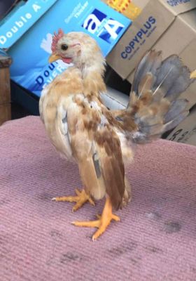 Trống vàng, mái sữa. Mua bán Gà tại Quận Ninh Kiều Cần Thơ được đăng bởi lợi