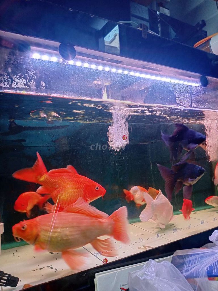 Trật hồ cần thanh lý bớt 2 bé cá. Mua bán Thú cưng khác tại Quận 12 Tp Hồ Chí Minh được đăng bởi Việt Trung hình 1